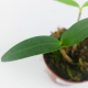 Дендробиум (Dendrobium kingianum)