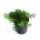 Папоротник Болбитис Гетероклита диформис бэйби лив (с грузом) (Bolbitis sp. Baby Leaf)