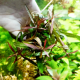 Гигрофила раскрытая (с грузом) Hygrophila ringens