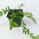 Колумнея (Columnea hirta)