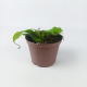 Непентес (Nepenthes sp.)