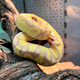 Королевский питон Banana GHI Enchi