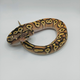 Королевский питон Pastave (Mojave Pastel) OD poss YB