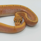 Королевский питон Hypo Orange Dream Spinner 100% het Pied