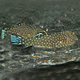 Гастромизон синехвостый SK3 (Gastromyzon sp. "SK03")