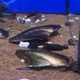 Мидия Акулий плавник (Hyriopsis bialatus)