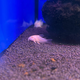 Сом коридорас Штерба альбинос (Corydoras sterbai)