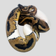 Королевский питон Piebald L