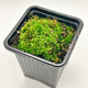 Мох барбулла (Barbulla sp. Millimeter moss)