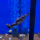 Лягушка шпорцевая марсабитская (Xenopus borealis)