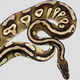 Королевский питон pastel mojave yellow belly