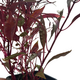 Альтернантера сидячая P7 (Alternanthera sessilis)