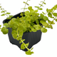 Вербейник монетчатый Aurea P8 (Lysimachia nummularia Aurea)