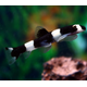 Боция панда (Protomyzon pachychilus)