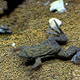 Лягушка шпорцевая эритрейская (Xenopus clivii)