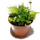 Папоротник Болбитис Бэби Лив (в горшке) (Bolbitis sp. Baby Leaf)