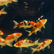 Карп кои микс Шова, Санке, Кохаку, Широ (Cyprinus Carpio)