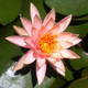 Нимфея Prakaysad, розовый (Nymphaea Prakaysad) (пророщенная)