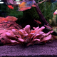 Самолус красный (Samolus parviflorus Red)