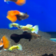 Гуппи Золотые 24 карата (самка) (Poecillia reticulata)
