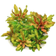 Людвигия сферокарпа (Ludwigia sphaerocarpa) (меристема) Тайланд
