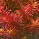 Ротала Blood Red (с грузом) (Rotala Blood Red)