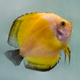 Дискус Мальборо желтый (Symphysodon aequifasciatus)