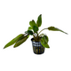 Криптокорина Флорида Сансет (в горшке) (Cryptocoryne wendtii var. Florida sunset)