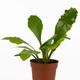 Асплениум (Asplenium nidus Campio)