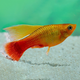 Пецилия мультиколор высокоплавничная (Xiphophorus variatus)