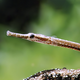 Рыба-игла (Microphis brachyurus)