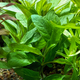 Стаурогин Бихар (с грузом) (Staurogyne sp. Bihar)