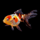 Золотая рыбка Оранда ситцевая ML (Carassius auratus var.)
