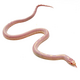 Королевская змея, Californiae Albino Stripe