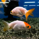 Золотая рыбка Ранчу ассорти М (Carassius auratus)