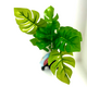 Искусственное растение на подложке Монстера Синда 12х7х32см
