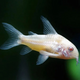 Сом коридорас золотистый альбинос (Corydoras aeneus)