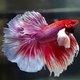 Петушок Супердельта Слоновье Ухо (самец) (Betta splendens)