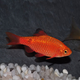 Барбус огненный (самцы) (Pethia conchonius)
