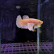 Петушок плакат халфмун Дамбо платиновый (самка) (Betta splendens Plakat)