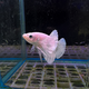 Петушок плакат халфмун Дамбо платиновый (самец) (Betta splendens Plakat)