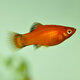 Пецилия микс (Xiphophorus maculatus)