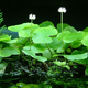 Щитолистник белоголовый (Hydrocotyle leucocephala)