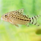 Сом коридорас кнааки (Corydoras knaacki) Сом коридорас кнааки (Corydoras knaacki)