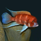 Фронтоза красная (Cyphotilapia frontosa var. "Red")
