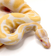 Королевский питон "Albino" , S-M (Германия)