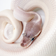 Королевский питон Super Mojave Yellow belly