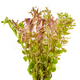Ротала Фуцзянь (Rotala sp. Fujian)