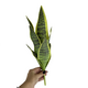Сансевиерия искусственная куст 40 см