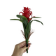 Гузмания искусственная красная, 25 см